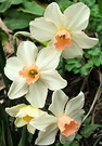 Miniature Daffodils Apricot