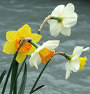 Mixed Daffodils Water