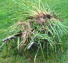 More Carex Grasses