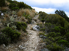 Mount Thomas Track