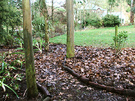 Mulch Leaves Path