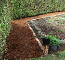 Mulch Path Hedge