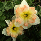 Multi Coloured Daffodils