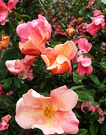 Mutabilis Rose Old