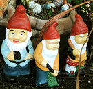 New Gnomes Pittosporum