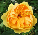 New Golden Rose