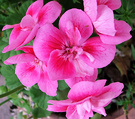 New Pelargonium Pink