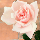 Newdawn Pink Rose