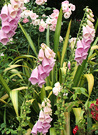 Old Foxgloves