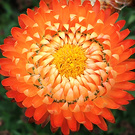 Orange Straw Flower