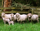 Paddock Sheep Lambs