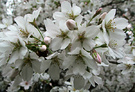 Pale Cherry Blossoms