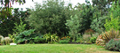 Panorama Garden Gunnera