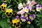 Pansies Violas Rose