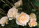 Pastel Roses Steen