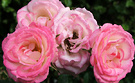 Patio Roses Pink