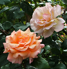 Patio Roses