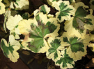 Pelargonium Cream Green