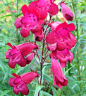 Penstemon Red Flower