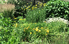 Perennials Grasses Yellow