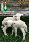 Pet Lambs Bottles