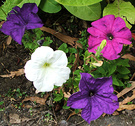 Petunias Purple White