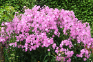 Phlox Flower Lilac