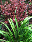 Phormium Coprosma