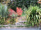 Phormium Cotinus Autumn