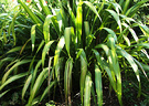 Phormium Green Sunny