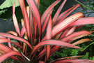 Phormium Red Leaves