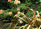 Phormium Rhodo Grass