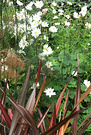 Phormium White Anemones