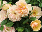 Phyllis Bides Rose