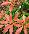 Pieris New Leaves