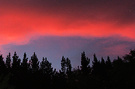 Pine Trees Sky