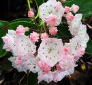 Pink Kalmia