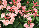 Pink Warm Rhododendron