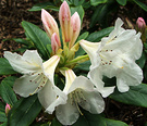 Pink White Rhodo