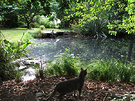 Pond Afternoon Sun