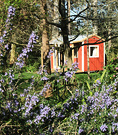 Pond Cottage Rosemary