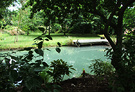 Pond View Trees