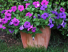 Pot Petunias Blue