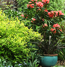 Pot Rhododendron Spiraea