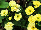 Primroses Single Lemon