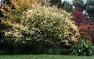 Prunus Elm Autumn