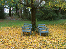 Prunus Leaves Seats