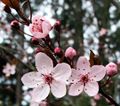 Prunus Nigra Blossom