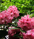 Punk Rhododendron Maple