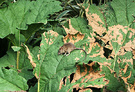 Rat Big Gunnera